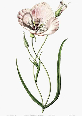 Mariposa Lily Poster