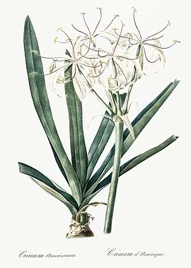 Les Liliacees 1805 HQ Orig