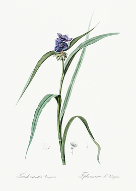 Les Liliacees 1805 HQ Orig