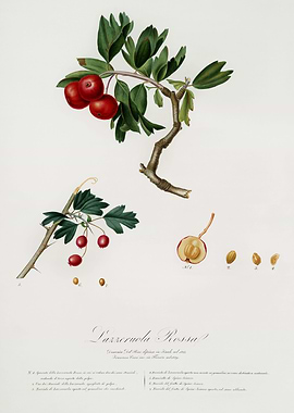 Pomona Italiana 1839HQOrig