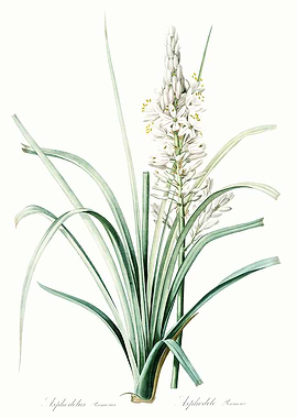 Les Liliacees 1805 HQ Orig