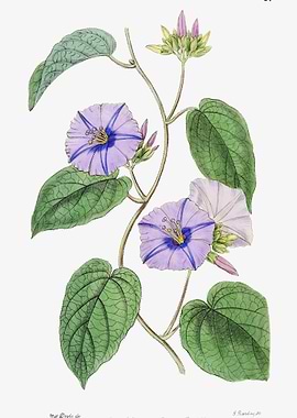 Purple Jacquemontia Poster