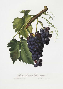 Black Grape Vitis Vinifera