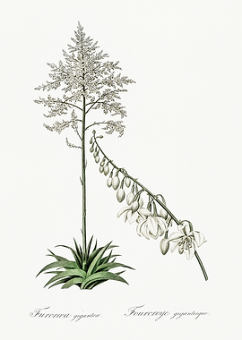 Les Liliacees 1805 HQ Orig