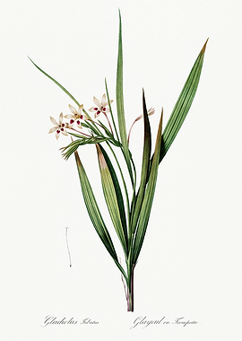 Les Liliacees 1805 HQ Orig