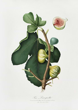 WhitePeel Fig Ficus Carica