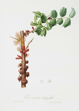 Carob Flower Ceratonia Sil