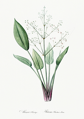 Les Liliacees 1805 HQ Orig