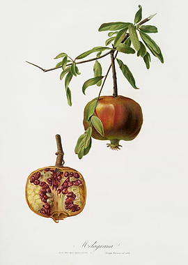 Pomona Italiana 1839HQOrig