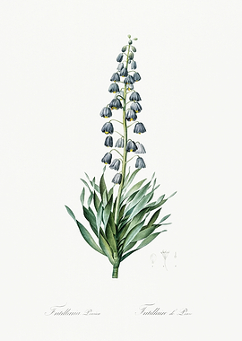 Les Liliacees 1805 HQ Orig