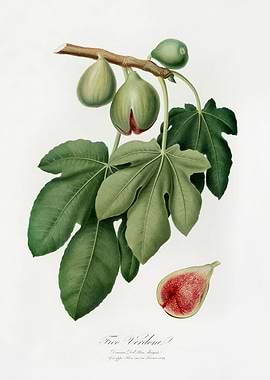 Pomona Italiana 1839HQOrig