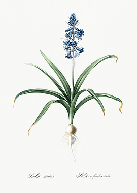 Les Liliacees 1805 HQ Orig