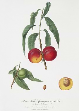 Walnut Peach Persica From