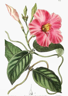 Rocktrumpet Flower Poster