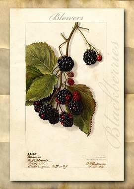 Blackberry watercolor