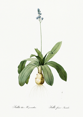 Les Liliacees 1805 HQ Orig