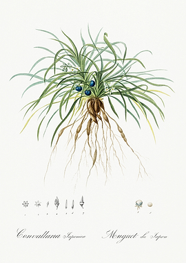 Les Liliacees 1805 HQ Orig