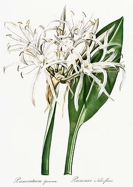 Les Liliacees 1805 HQ Orig