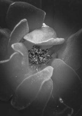 closeup rose texture