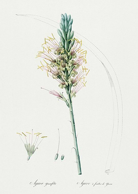 Les Liliacees 1805 HQ Orig