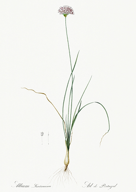 Les Liliacees 1805 HQ Orig