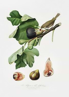 Fig Ficus Carica Sativa Fr