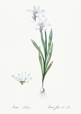 Les Liliacees 1805 HQ Orig