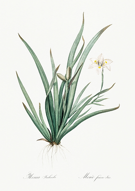 Les Liliacees 1805 HQ Orig