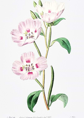 Pink Primrose Poster