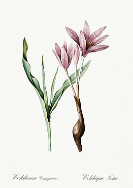 Les Liliacees 1805 HQ Orig