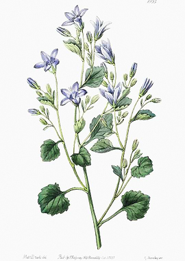 Dalmatian Bellflower Poste