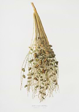 Normal Spadice Of The Palm