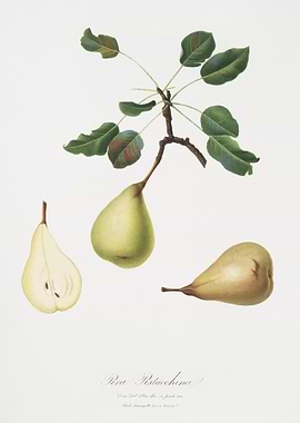 Pear Pyrus Communis From P