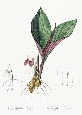 Les Liliacees 1805 HQ Orig