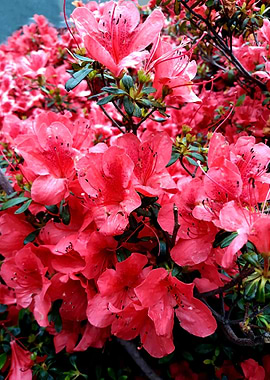 Azalea tree