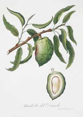 Almond Communis Naxea From