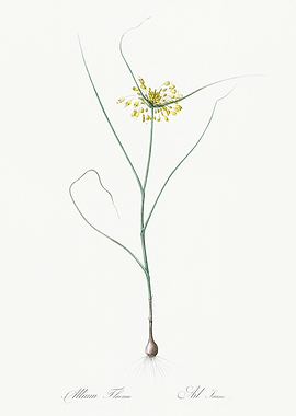 Les Liliacees 1805 HQ Orig