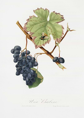Barbera Grape Vitis Vinife