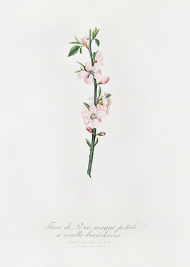 Peach Flower Prunus Persic