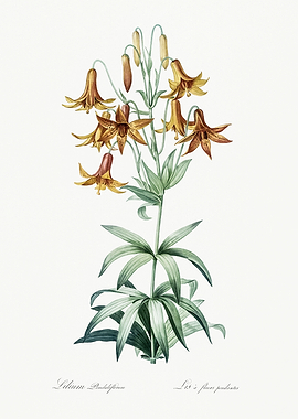 Les Liliacees 1805 HQ Orig