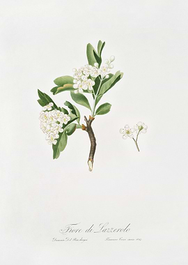 Hawthorn Flower Crataegus