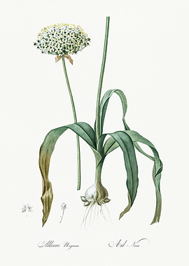 Les Liliacees 1805 HQ Orig