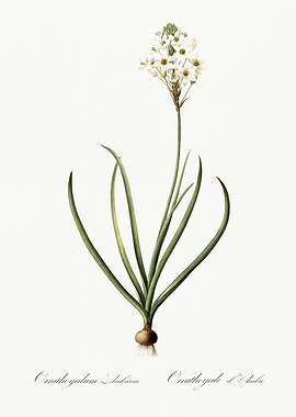 Les Liliacees 1805 HQ Orig