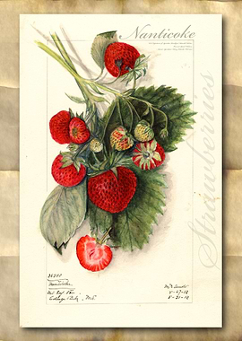 Strawberries watercolor