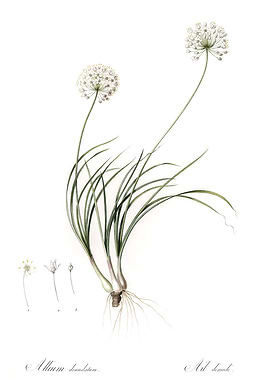 Les Liliacees 1805 HQ Orig