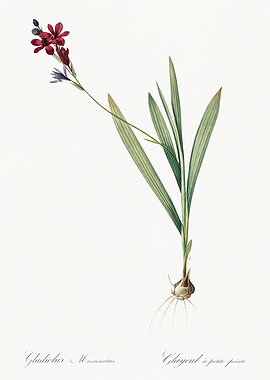 Les Liliacees 1805 HQ Orig