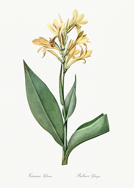 Les Liliacees 1805 HQ Orig