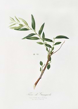 Jujube Fiorazione Del Giug