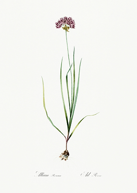 Les Liliacees 1805 HQ Orig