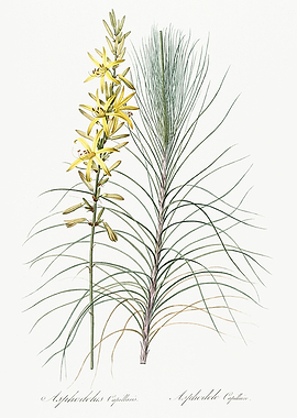 Les Liliacees 1805 HQ Orig